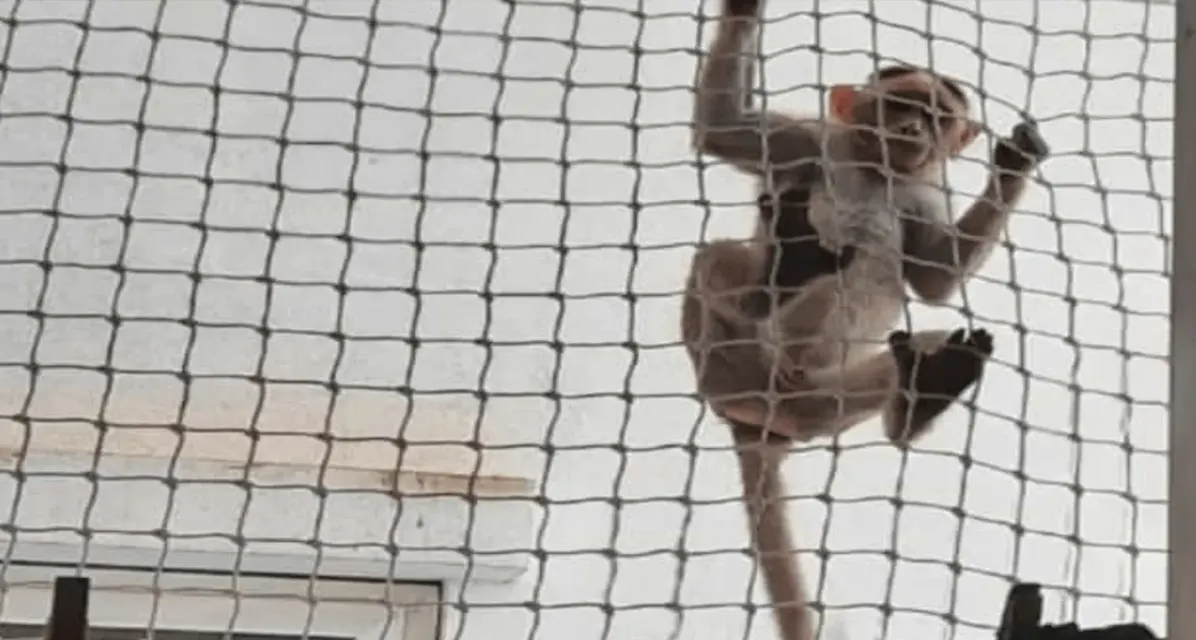 Monkey Net for Balconies